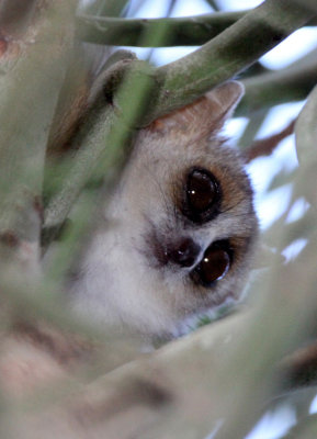 PRIMATE - LEMUR - MICROCEBUS GRISEORUFUS - GREY-BROWN MOUSE LEMUR - BERENTY RESERVE MADAGASCAR (7).JPG