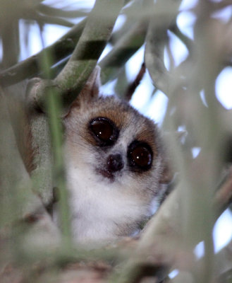 PRIMATE - LEMUR - MICROCEBUS GRISEORUFUS - GREY-BROWN MOUSE LEMUR - BERENTY RESERVE MADAGASCAR (8).JPG