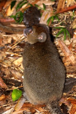 PRIMATE - LEMUR - PROLEMUR SIMUS - GREATER BAMBOO LEMUR - RANOMAFANA NATIONAL PARK MADGASCAR (12).JPG