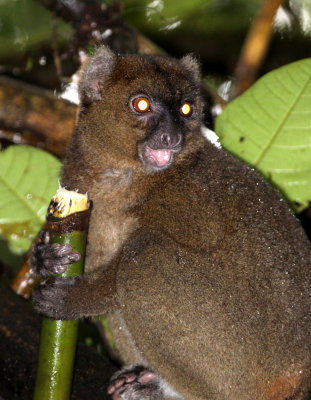 PRIMATE - LEMUR - PROLEMUR SIMUS - GREATER BAMBOO LEMUR - RANOMAFANA NATIONAL PARK MADGASCAR (19).JPG