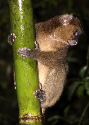 PRIMATE - LEMUR - PROLEMUR SIMUS - GREATER BAMBOO LEMUR - RANOMAFANA NATIONAL PARK MADGASCAR (24).JPG