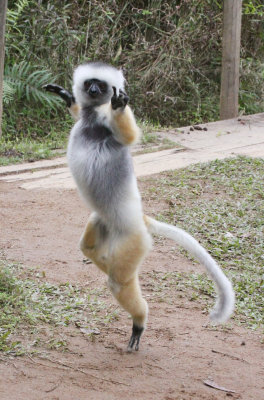 PRIMATE - LEMUR - PROPITHECUS DIADEMA - DIADEMED SIFAKA - ANDISABE NATIONAL PARK MADAGASCAR - VAKONA LODGE (17).JPG