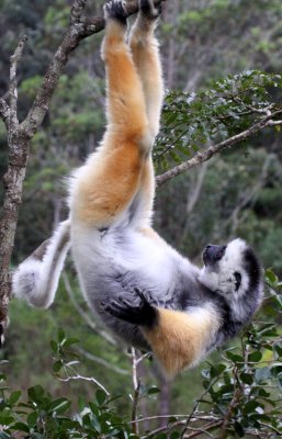 PRIMATE - LEMUR - PROPITHECUS DIADEMA - DIADEMED SIFAKA - ANDISABE NATIONAL PARK MADAGASCAR - VAKONA LODGE (38).JPG