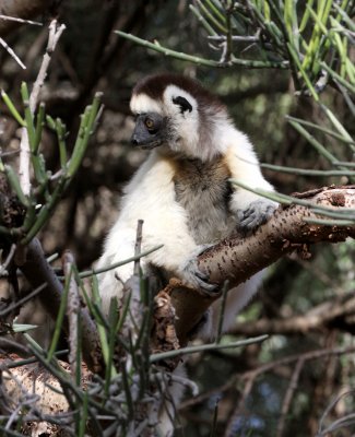 PRIMATE - LEMUR - PROPITHECUS VERREAUXI - VERREAUX'S SIFAKA - ANDOHAHELA NATIONAL PARK MADAGASCAR (9).JPG