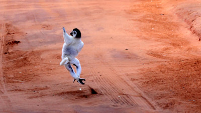 PRIMATE - LEMUR - PROPITHECUS VERREAUXI - VERREAUX'S SIFAKA - ANDOHAHELA NATIONAL PARK MADAGASCAR - DANCING (17).JPG