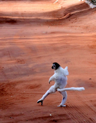 PRIMATE - LEMUR - PROPITHECUS VERREAUXI - VERREAUXS SIFAKA - ANDOHAHELA NATIONAL PARK MADAGASCAR - DANCING (4).JPG