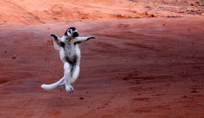 PRIMATE - LEMUR - PROPITHECUS VERREAUXI - VERREAUX'S SIFAKA - ANDOHAHELA NATIONAL PARK MADAGASCAR - DANCING (61).JPG