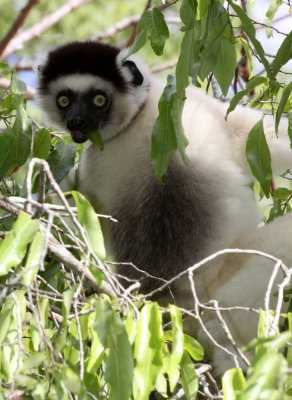 PRIMATE - LEMUR - PROPITHECUS VERREAUXI - VERREAUX'S SIFAKA - BERENTY RESERVE MADAGASCAR (13).JPG