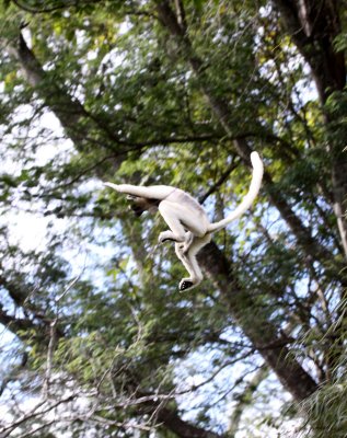 PRIMATE - LEMUR - PROPITHECUS VERREAUXI - VERREAUX'S SIFAKA - BERENTY RESERVE MADAGASCAR (25).JPG