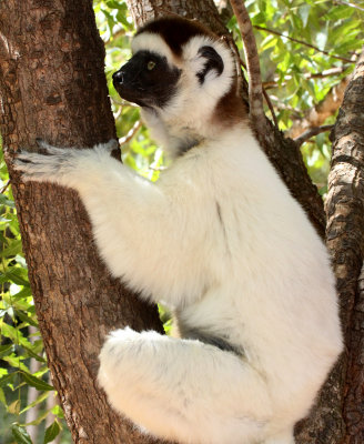 PRIMATE - LEMUR - PROPITHECUS VERREAUXI - VERREAUX'S SIFAKA - BERENTY RESERVE MADAGASCAR (6).JPG