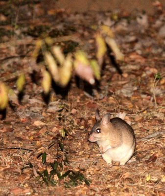 RODENT - GIANT JUMPING RAT - HYPOGEOMYS ANTIMENA - KIRINDY NATIONAL PARK - MADAGASCAR (3).JPG