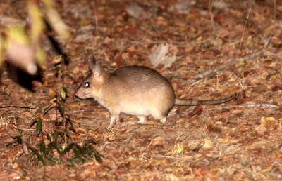 RODENT - GIANT JUMPING RAT - HYPOGEOMYS ANTIMENA - KIRINDY NATIONAL PARK - MADAGASCAR (6).JPG