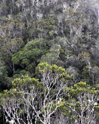ANDISABE NATIONAL PARK MADAGASCAR - PRIMARY FOREST VIEWS (10).JPG