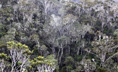 ANDISABE NATIONAL PARK MADAGASCAR - PRIMARY FOREST VIEWS (5).JPG