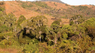 ANKARANA NATIONAL PARK MADAGASCAR - FOREST GALLERY (2).JPG