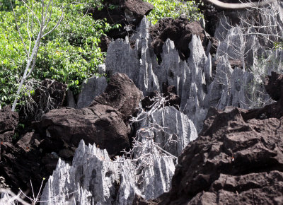 ANKARANA NATIONAL PARK MADAGASCAR - TSINGY FOREST (19).JPG