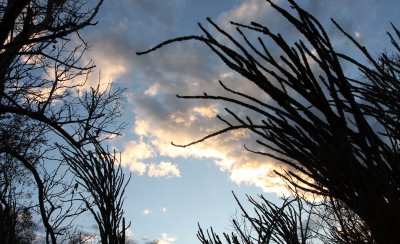 BERENTY RESERVE MADAGASCAR - SUNSET OVER THE SPINY FOREST (7).JPG