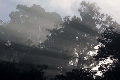 MANTADIA NATIONAL PARK MADAGASCAR - SUNRISE OVER THE PRIMARY FOREST (4).JPG