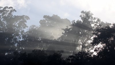 MANTADIA NATIONAL PARK MADAGASCAR - SUNRISE OVER THE PRIMARY FOREST (9).JPG