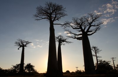 MORONDAVA MADAGASCAR - AVENUE DU BAOBABS - ADANSONIA GRANDIDIERI - VILLAGERS (20).JPG