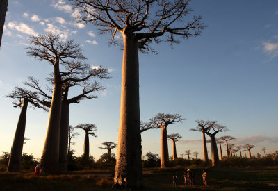 MORONDAVA MADAGASCAR - AVENUE DU BAOBABS - ADANSONIA GRANDIDIERI - VILLAGERS (24).JPG