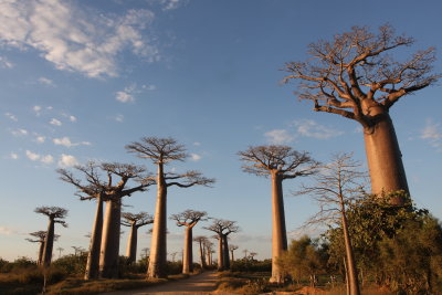 MORONDAVA MADAGASCAR - AVENUE DU BAOBABS - ADANSONIA GRANDIDIERI - VILLAGERS (5).JPG