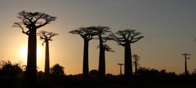 MORONDAVA MADAGASCAR - AVENUE DU BAOBABS - KIRINDY NATIONAL PARK MADAGASCAR (15).JPG