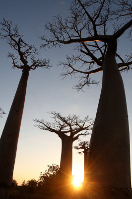 MORONDAVA MADAGASCAR - AVENUE DU BAOBABS - KIRINDY NATIONAL PARK MADAGASCAR (32).JPG