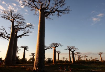 MORONDAVA MADAGASCAR - AVENUE DU BAOBABS - KIRINDY NATIONAL PARK MADAGASCAR.JPG