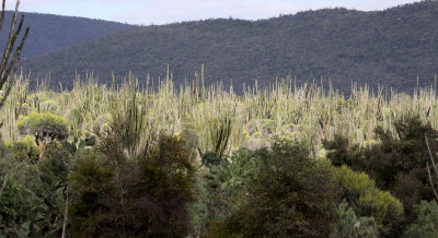 PLANT - DIDIEREACEAE COMMUNITY - ANDOHAHELA NATIONAL PARK - SPINY FOREST PLANT COMMUNITY (5).JPG