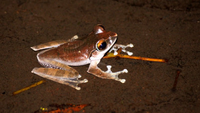 AMPHIBIAN - BOOPHIS BRACHYCHIR - BOOPHINAE - MANTELLIDAE - MONTAGNE D'AMBRE NATIONAL PARK MADAGASCAR (8).JPG