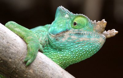 REPTILE - CHAMELEON - CALUMMA PARSONII - PARSON'S CHAMELEON -  MANTADIA NATIONAL PARK MADAGASCAR (13).JPG