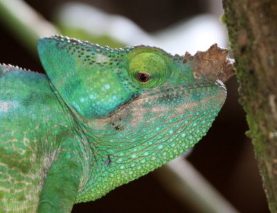 REPTILE - CHAMELEON - CALUMMA PARSONII - PARSONS CHAMELEON -  MANTADIA NATIONAL PARK MADAGASCAR (8).JPG