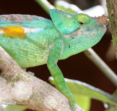 REPTILE - CHAMELEON - CALUMMA PARSONII - PARSON'S CHAMELEON -  MANTADIA NATIONAL PARK MADAGASCAR (9).JPG