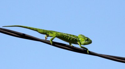 REPTILE - CHAMELEON - FURCIFER LATERALIS - CARPET OR JEWEL CHAMELEON - KIRINDY NATIONAL PARK - MADAGASCAR (10).JPG