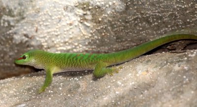 REPTILE - GECKO - PHELSUMA MADAGASCARIENSIS - MADAGASCAR GIANT DAY GECKO - ANKARANA NATIONAL PARK MADAGASCAR (9).JPG