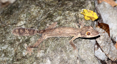 REPTILE - GECKO - UROPLATUS GIGANTEUS - GIANT LEAF GECKO - ANKARANA NATIONAL PARK MADAGASCAR (4).JPG