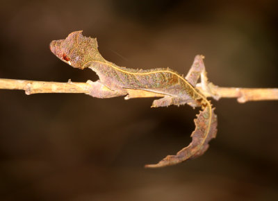 REPTILE - GECKO - UROPLATUS PHANTASTICUS -  SATANIC LEAF-TAILED GECKO - RANOMAFANA NATIONAL PARK MADGASCAR (4).JPG