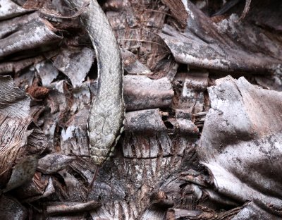 REPTILE - SNAKE - ITHYCYPHUS OURSI - FOREST NIGHT SNAKE - ANDOHAHELA NATIONAL PARK MADAGASCAR (9).JPG