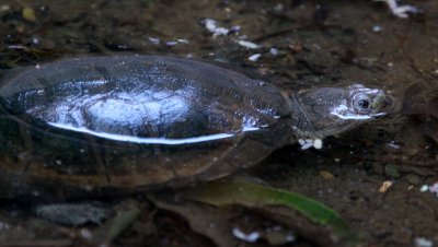 REPTILE - TURTLE - RERE - PELOMEDUSA SUBRUFA - PODOCNEMINIDAE - BERENTY RESERVE MADAGASCAR (2).JPG