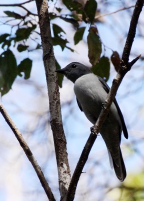 BIRD - CUCKOO SHRIKE - ANKARANA NATIONAL PARK MADAGASCAR (7).JPG