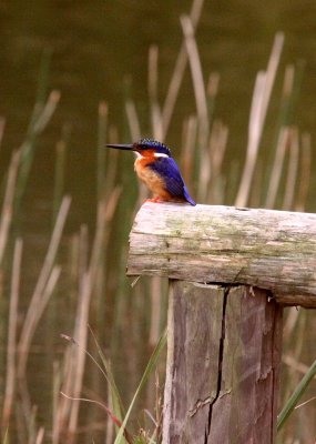 BIRD - KINGFISHER - MADAGASCAR KINGFISHER - CORTYHORNIS VINTSIOIDES - MANTADIA NATIONAL PARK MADAGASCAR (7).JPG