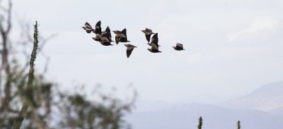 BIRD - SANDGROUSE - MADAGASCAR SANDGROUSE - BERENTY RESERVE MADAGASCAR.JPG