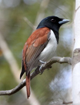 BIRD - VANGA - RUFOUS VANGA - SCHETBA RUFA - KIRINDY NATIONAL PARK - MADAGASCAR (7).JPG