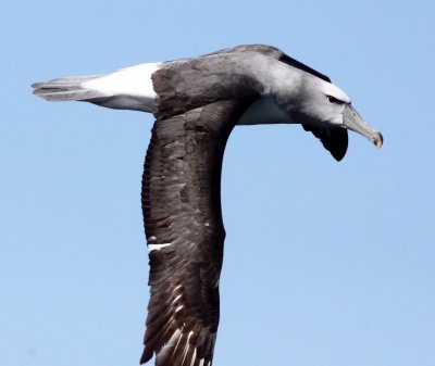 BIRD - ALBATROSS - SHY ALBATROSS - PLETTENBERG BAY SOUTH AFRICA (21).JPG