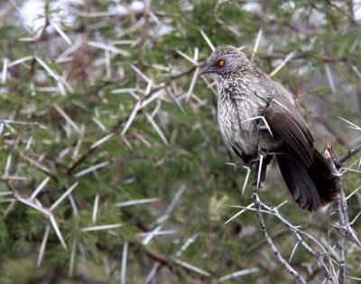 BIRD - BABBLER - ARROW-MARKED BABBLER - TURDOIDES JARDINEII - KRUGER NATIONAL PARK SOUTH AFRICA (3).JPG