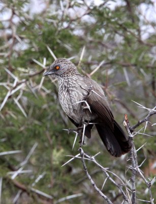 BIRD - BABBLER - ARROW-MARKED BABBLER - TURDOIDES JARDINEII - KRUGER NATIONAL PARK SOUTH AFRICA (6).JPG