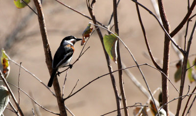 BIRD - BATIS - CHINSPOT BATIS - BATIS MOLITOR - KRUGER NATIONAL PARK SOUTH AFRICA (7).JPG