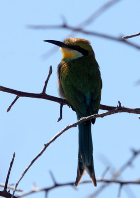 BIRD - BEE-EATER - SWALLOW-TAILED BEE-EATER - MEROPS HIRUNDINEUS - ETOSHA NATIONAL PARK NAMIBIA.JPG