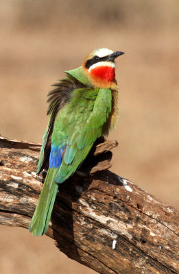 BIRD - BEE-EATER - WHITE-FRONTED BEE-EATER - IMFOLOZI NATIONAL PARK SOUTH AFRICA (4).JPG